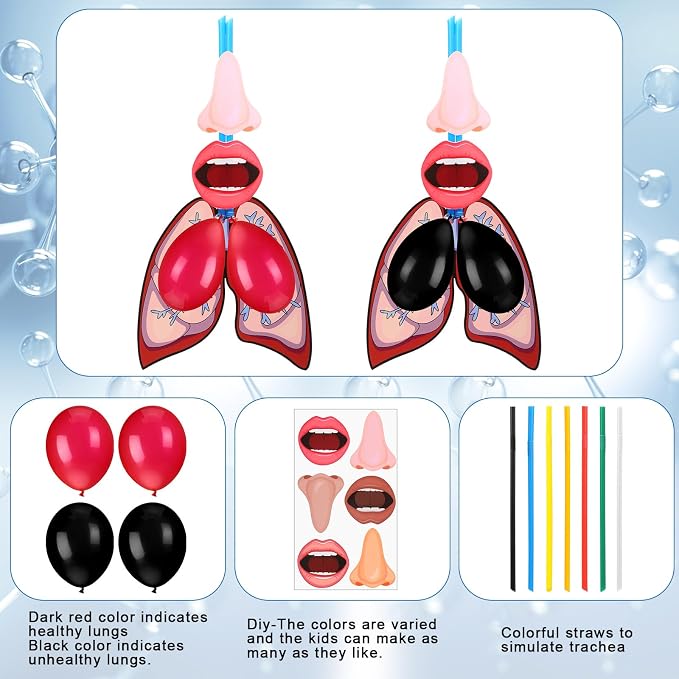 Libima 24 Sets Lung Model Respiratory System Human Body Model Puzzle Toys - Image 5