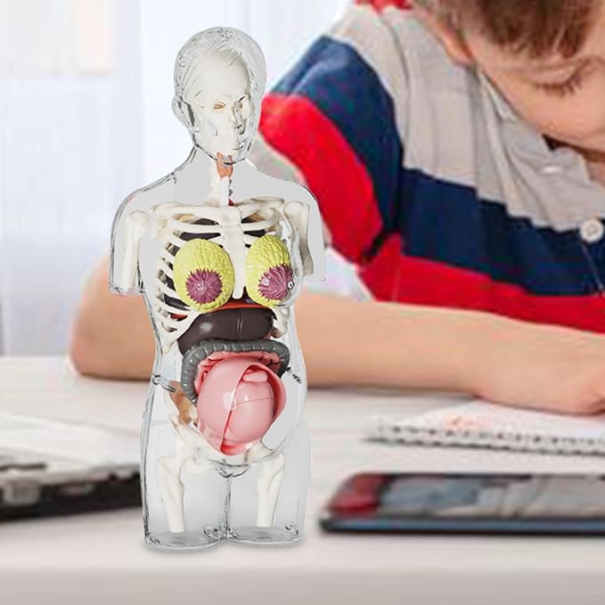 Human Body Model for Kids | Pregnancy Skeleton Model Toy | Anatomical Assembly Educational Toys for Children Classroom Students Learning Enthusiasts Preschool - Image 8