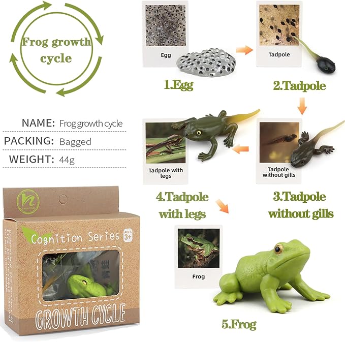 Mbrain5pcs Frog Growth Cycle with Flash Cards,Life Cycle Learning & Education Toys,Montessori Toys,Gift for Girl & Boy for 3 4 5 6 7 Year Old (Frog) - Image 3