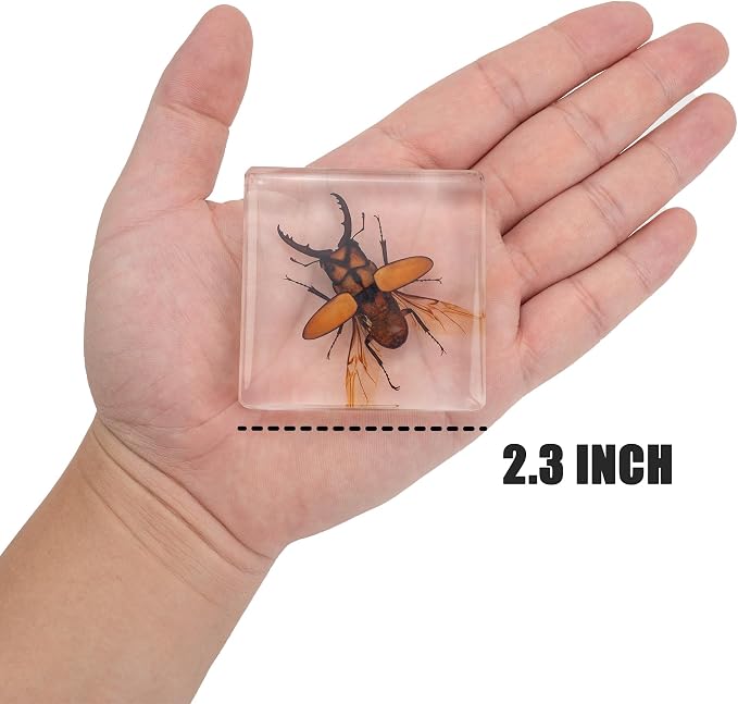 Insect Specimen Set, Bugs Collection Scientific Education Gift for Kids Aged 3-8-12 (Flatheaded Borer, Stag Beetle, Lanternfly, Longhorned Beetle, Cicada, Stink Bug) - Image 4