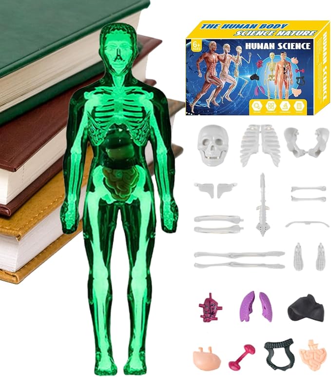 Kids Human Anatomy Model 3D Realistic Assembly Educational - Image 9