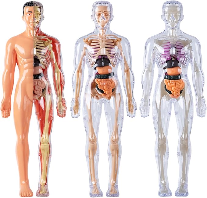 Human Body Model for Kids Detachable Visualized 3D Anatomy Model Enlightenment Science Toys Cultivates Explore Curiosity Hands-On Skills, Semi-Transparent|Science Kits Toys - Image 7