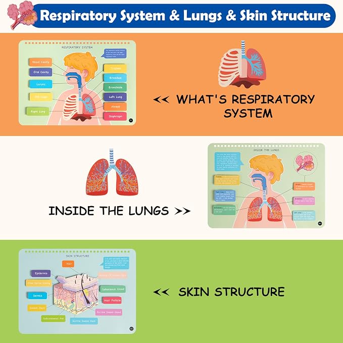 Freebear Montessori Busy Book for Kids, Human Body Anatomy Book for Toddlers, Preshool Kindergarten Learning Activities, Autism Sensory Toys, Gifts for Girls and Boys 4 5 6 7 Years - Human Body System - Image 4