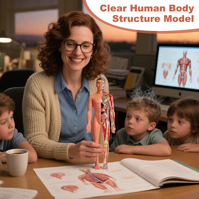 3D Human Body Anatomy Model, Removable Organs Educational Toy for Science Teaching, Translucent Transparent Glow-in-Dark Torso Model for Kids Students, 10x28.5cm - Image 2