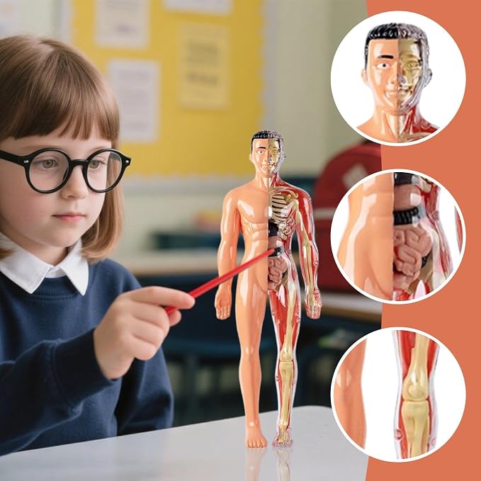 3D Human Body Anatomy Model, Removable Organs Educational Toy for Science Teaching, Translucent Transparent Glow-in-Dark Torso Model for Kids Students, 10x28.5cm - Image 3