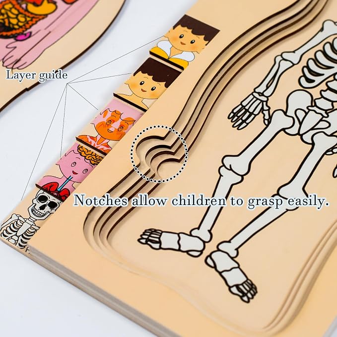 [Brand] My Body Parts Wooden Anatomy Puzzle, Preschool Learning Human Body Skeleton Toy for Boys and Girls 3-8 Years Old - Image 4