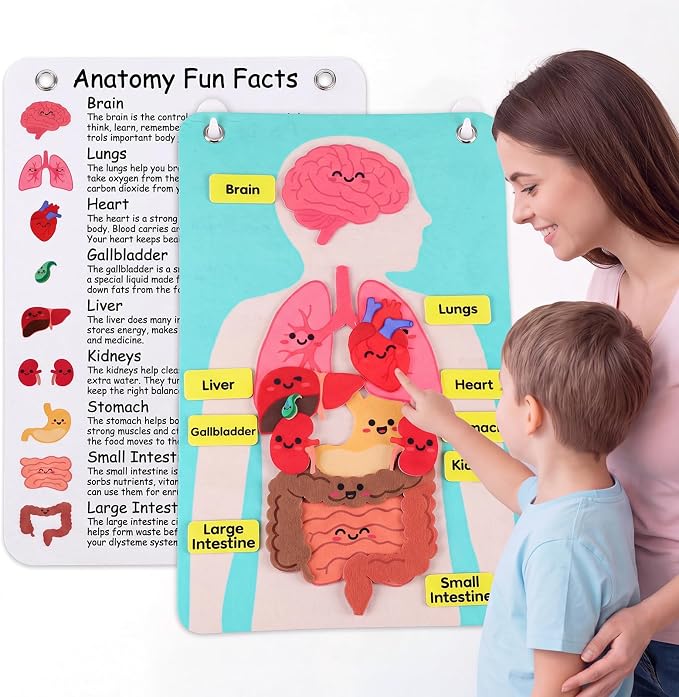 Back to School Gift Human Body Anatomy Felt Board Set, 15.55 x 9.84 in Student Cartoon Detachable Organ Model with 19 Felt Pieces, Wall Hanging Educational Teaching Aid by Resholder