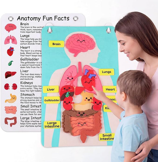 Back to School Gift Human Body Anatomy Felt Board Set, 15.55 x 9.84 in Student Cartoon Detachable Organ Model with 19 Felt Pieces, Wall Hanging Educational Teaching Aid by Resholder
