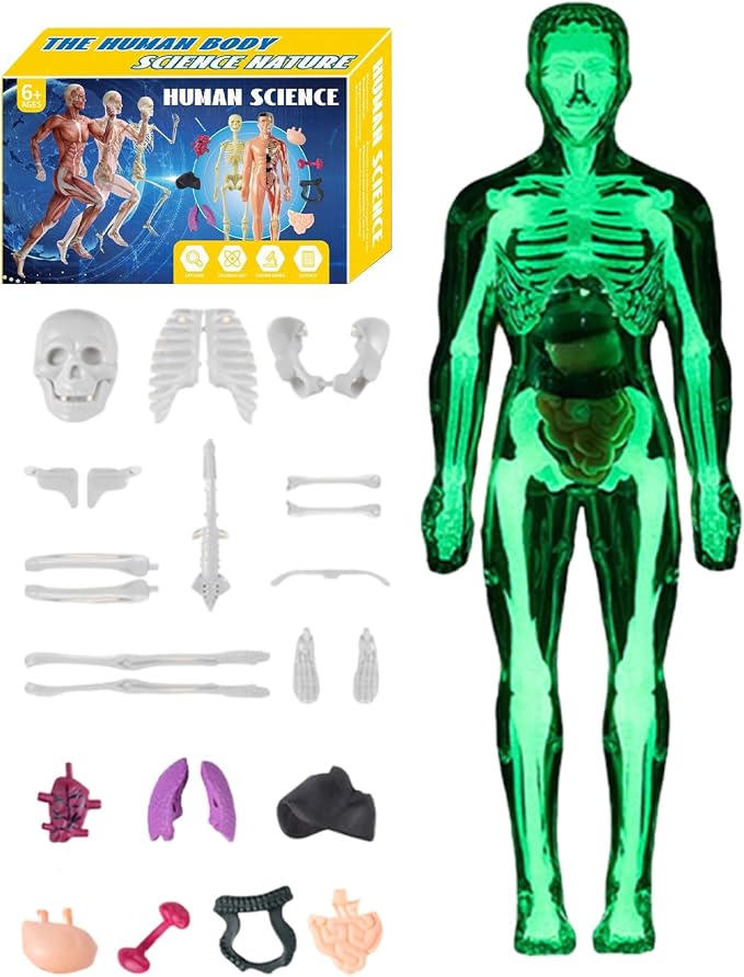 Kids Human Anatomy Model 3D Realistic Assembly Educational by Unknown