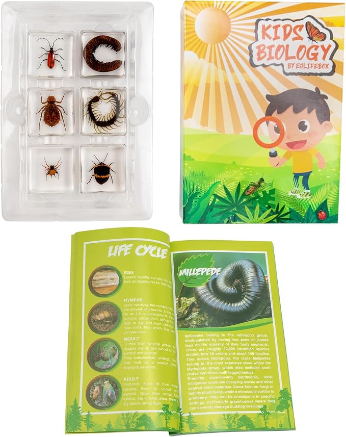 Insect Specimen Set, Bugs Collection Scientific Education Gift for Kids Aged 3-8-12 (Millipede, Centipede, Dragonfly Larvae, Tea Seed Bug, Red Longhorn Beetle, Spiny Spider) - Image 5