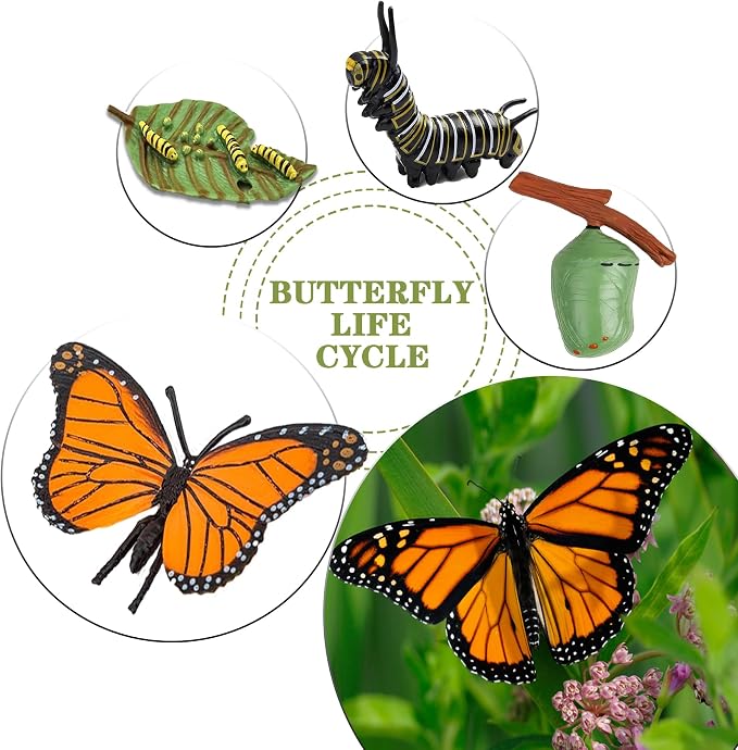 Mbrain 4pcs Butterfly Growth Cycle with Flash Cards,Life Cycle Learning & Education Toys,Montessori Toys,Gift for Girl & Boy for 3 4 5 6 7 Year Old (Butterfly) - Image 4