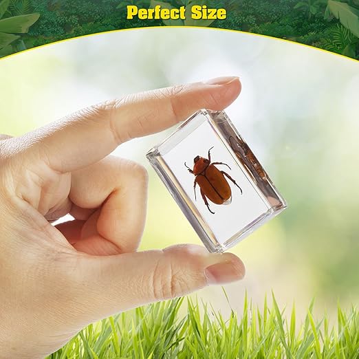 15 Insect specimens,Real Specimens of Various Butterflies and Beetles Made of Resin, Used for Science Classroom Science Education Animal Specimens, Bug Preserved,Oddities, Biology (15 Pcs Beetles) - Image 3