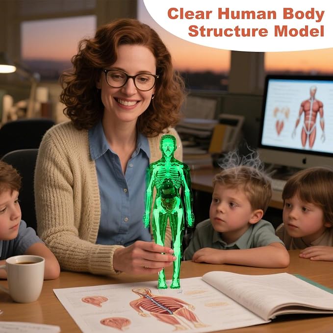 Kids Human Anatomy Model 3D Realistic Assembly Educational - Image 6