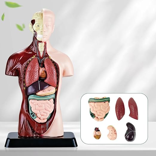 Anatomy for Kids Detachable STEM Learning Toys - Image 9