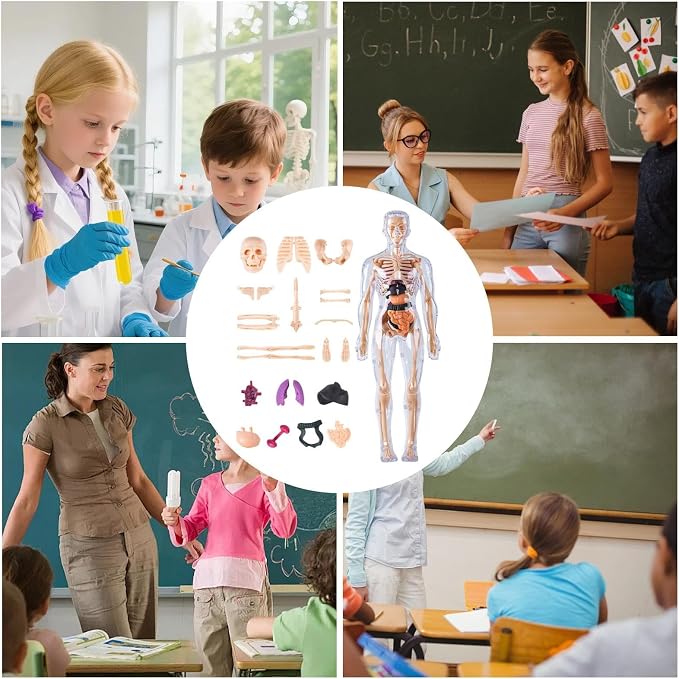 3D Human Body Anatomy Model, Removable Organs Educational Toy for Science Teaching, Translucent Transparent Glow-in-Dark Torso Model for Kids Students, 10x28.5cm - Image 5