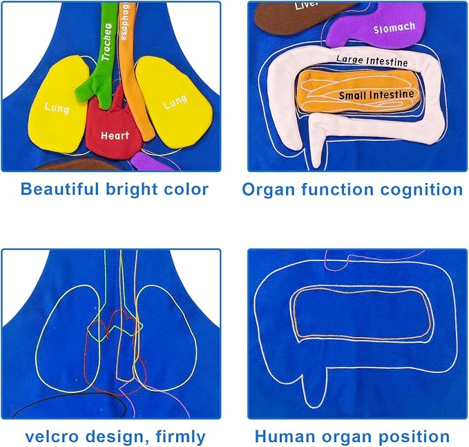 3D Organs Apron, Anatomy for Kids Apron Body Parts Organs Educational Toys, Soft Disassembled Internal Organs Plush Model for Home Preschool Teaching Aid Boy Gir - Image 4