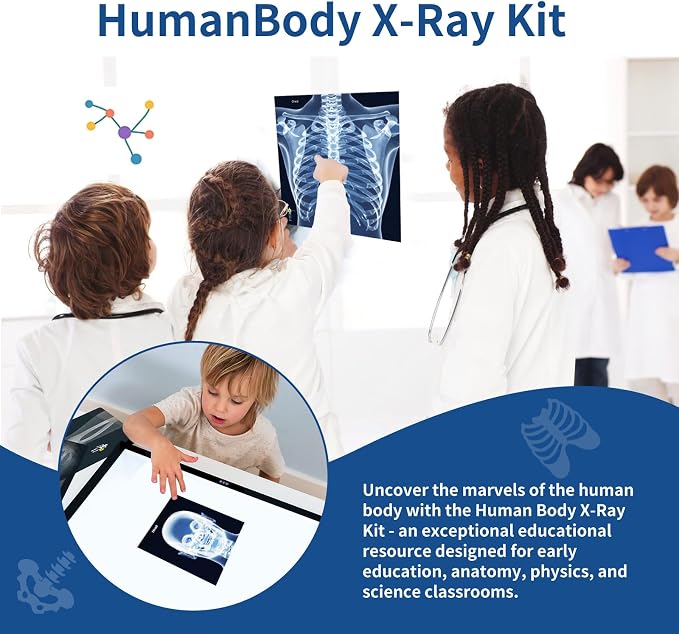 Human X-Rays for Kids' Light Table - 14-Piece Skeleton Puzzle & 7 Body System Charts (Nerves, Vessels, Lymphatic) - X-Ray Toys for Kids, STEM Toy for Light Table, School Projects & Doctor Role Play - Image 2