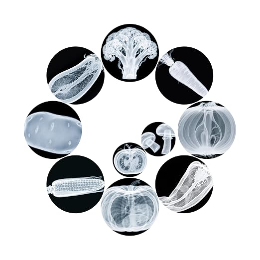 Vegetable, Fruit and Plant X-Rays, Set of 10, Simulation Specimen, Science Experiment Material for Kindergarten, Light Table, Montessori & Reggio-Inspired (Vegetables) - Image 5