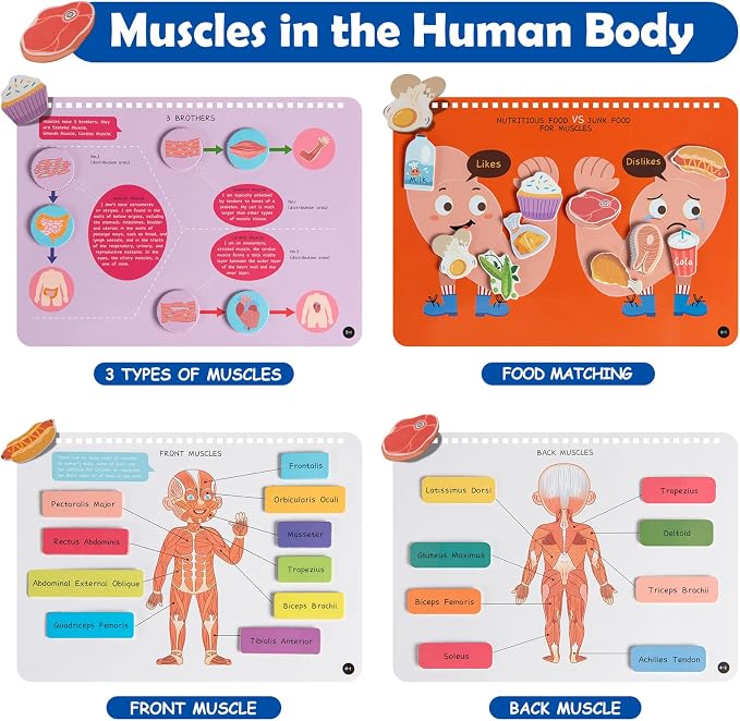 Freebear Montessori Busy Book for Kids, Human Body Anatomy Book for Toddlers, Preshool Kindergarten Learning Activities, Autism Sensory Toys, Gifts for Girls and Boys 4 5 6 7 Years - Human Body System - Image 6