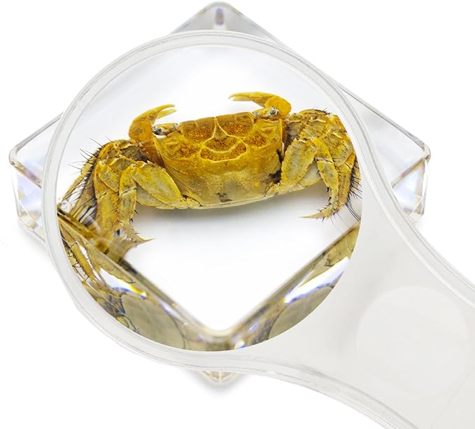 6 PCS Marine Life Specimen Set,Hermit Crab,Fiddler Crab,Starfish,Nassariidae,Sea Cucumber, Chiromantes Dehaani Resin Collection Science Toys - Image 3