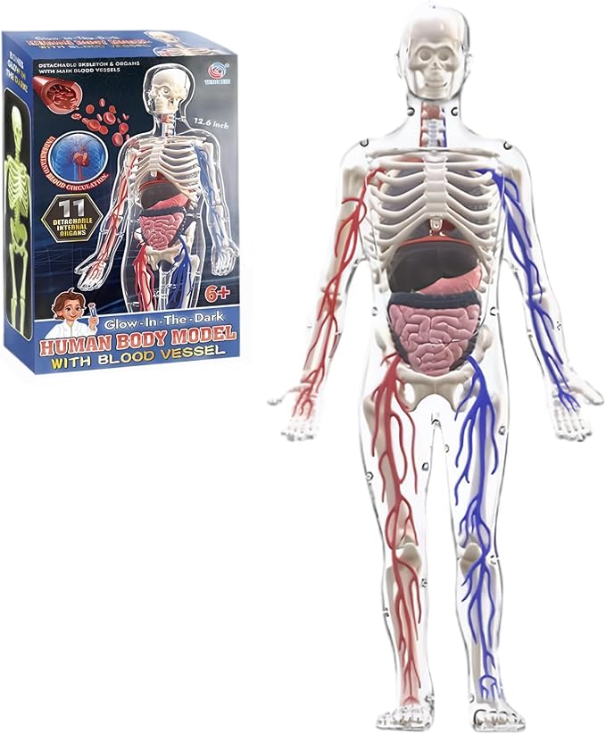Human Body Structure Model, 3D Human Body Model for Kids with Removable Bones, Organs and Blood Vessels for Anatomy Skeleton by DAGLLGEW