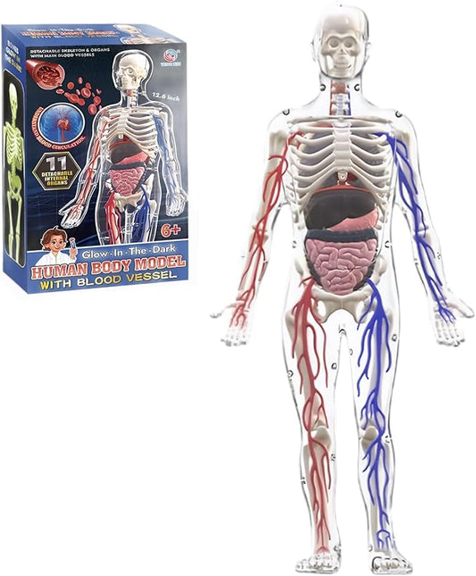 Human Body Structure Model, 3D Human Body Model for Kids with Removable Bones, Organs and Blood Vessels for Anatomy Skeleton by DAGLLGEW