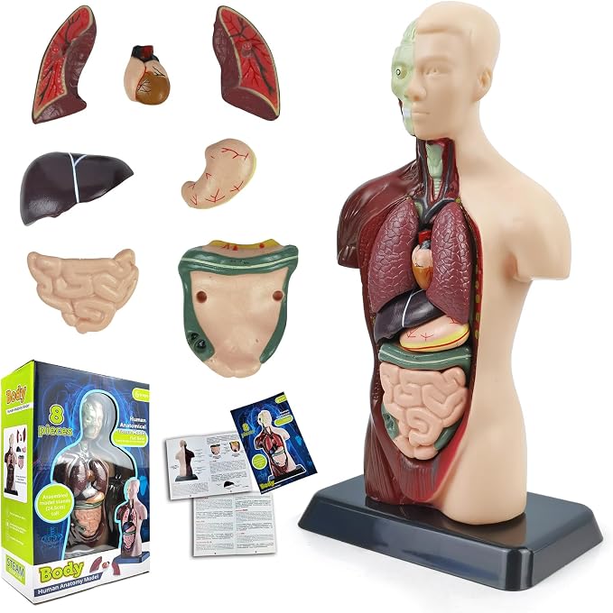 3D Assembled Human Body Torso Model,8 Pcs Removable Anatomy Model Skeleton by HADWYNHumanAnatomyModel