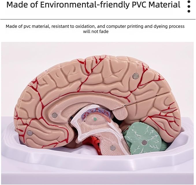 Disassembled Anatomical Human Brain Model - 8-Part Medical Teaching Tool for Brain Anatomy Study, Kids Learning & Science Classroom, Realistic Human Body Puzzle for Students and Doctors - Image 4