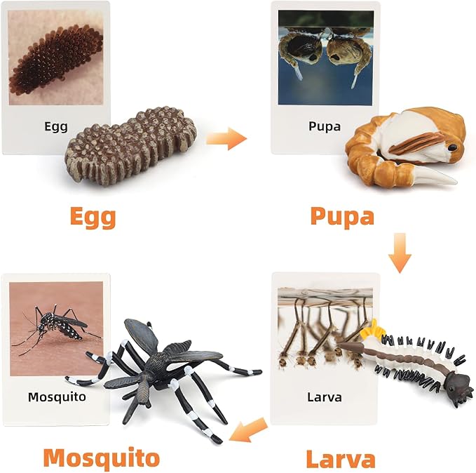 Montessori Life Cycle Animal Figures with Flash Cards, Realistic Animal Figurines Toy, Educational Matching Game for 3+ Year Old Kids (Mosquito) - Image 2