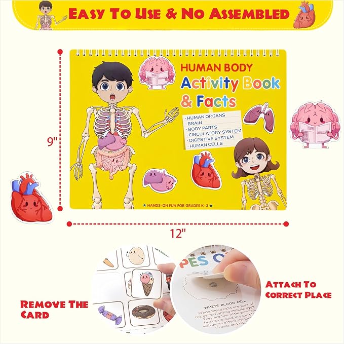 Human Body Anatomy Educational Workbook – Early Learning Materials, 1 Pcs (Yellow) - Image 2