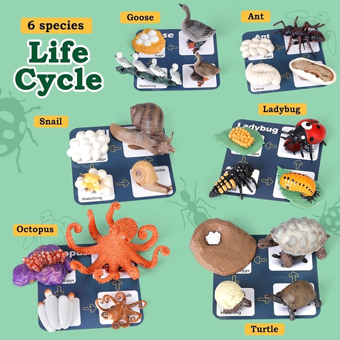 Life Cycle Toys for Kids - Life Science Education Kits: Ladybug, Ants, Goose, Land Turtle, Snail, Octopus - 24 Pieces Animal Models STEM Learning Toys for 3-10 Year Old - Image 3