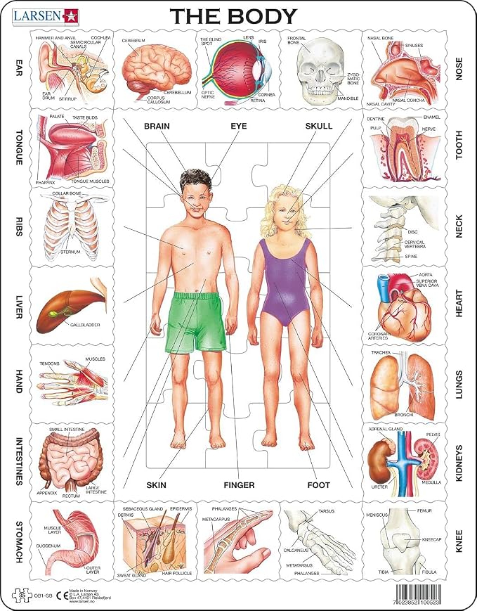 Larsen Human Body 35 Piece Educational Anatomy Puzzle for Children by LarsenPuzzles