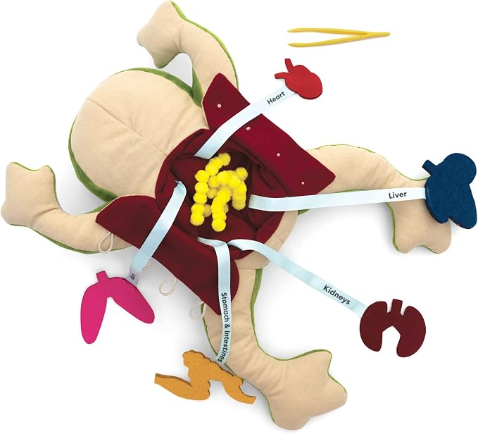 KiwiCo Froggie Lab Dissection Plush Toy | 5-Piece Organ Anatomy Learning Activity | Interactive Biology STEM Stuffed Animal for Kids Ages 3+ - Art & Science Gift - Image 5