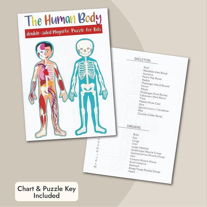 Blue Panda Interactive Magnetic Human Body Model - 3 ft, 17-Piece Double-Sided Anatomy Set for Kids - Human Anatomy with Organs, Educational Skeleton & Body Parts - Image 4
