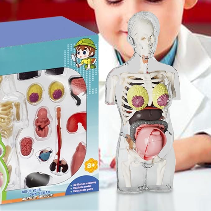 Human Body Model for Kids | Pregnancy Skeleton Model Toy | Anatomical Assembly Educational Toys for Children Classroom Students Learning Enthusiasts Preschool - Image 3