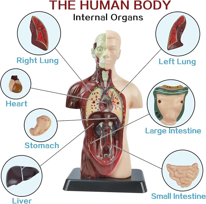 3D Assembled Human Body Torso Model,8 Pcs Removable Anatomy Model Skeleton - Image 3