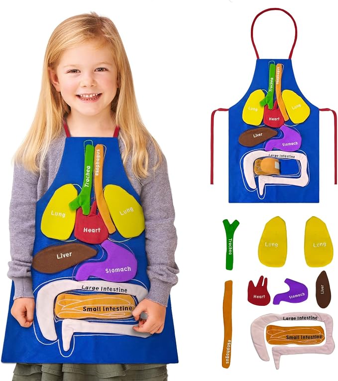 3D Organs Apron, Anatomy for Kids Apron Body Parts Organs Educational Toys, Soft Disassembled Internal Organs Plush Model for Home Preschool Teaching Aid Boy Gir by BOHEMIABY