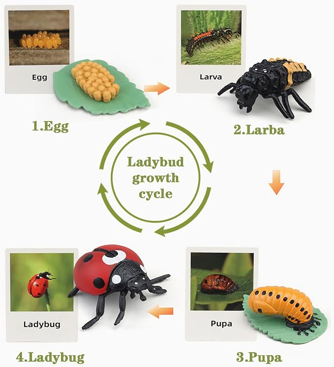 Mbrain Life Cycle Learning & Education Toys,Montessori Toys Figurines for Frog, Butterfly, Ladybug,Plants Kit,Gift for Girl & Boy for 3 4 5 Year Old - Image 4