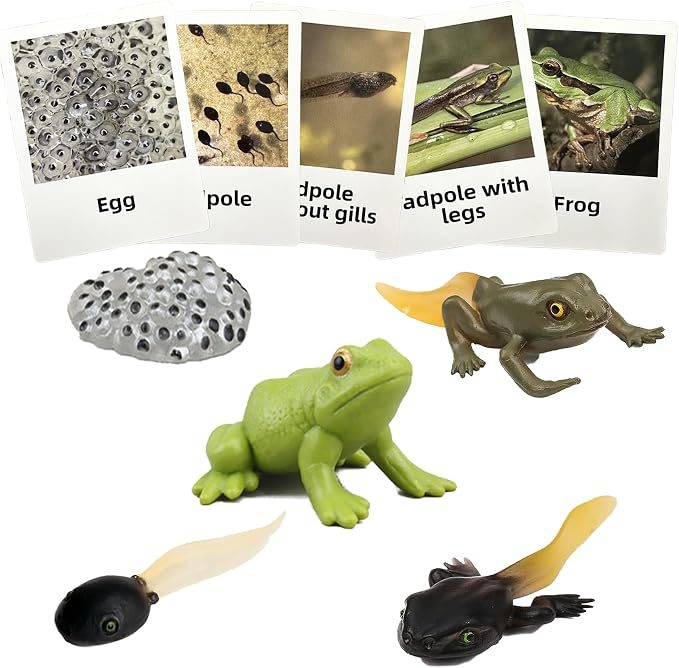 Mbrain5pcs Frog Growth Cycle with Flash Cards,Life Cycle Learning & Education Toys,Montessori Toys,Gift for Girl & Boy for 3 4 5 6 7 Year Old (Frog) by Mbrain