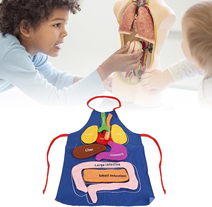 3D Organ Apron Human Body Organs Anatomy Costume DIY Educational Toy Removable Organs Learning Tool for Kids Science Museums Kindergartens Parent Child Games Polyester Material - Image 3
