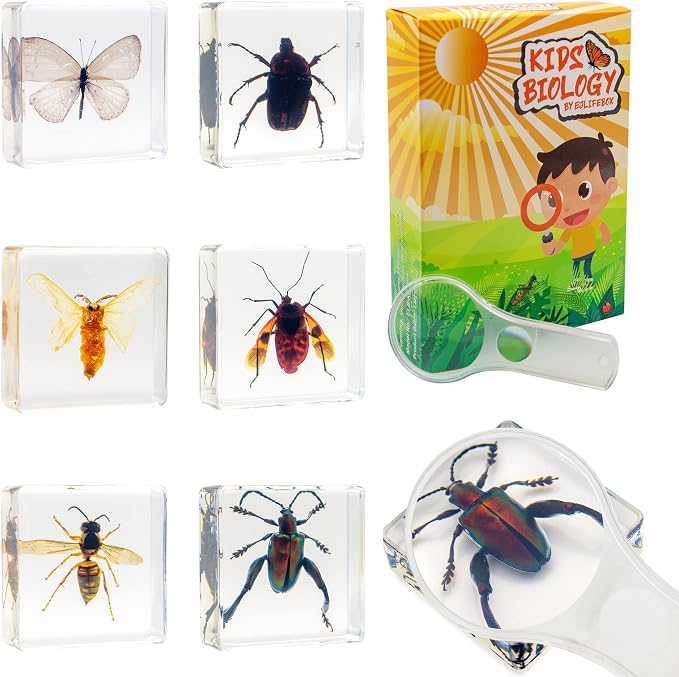 6 PCS Resin Insect Specimen Set, Butterfly, Jewel Frog Beetle, Silk Moth, Chafer, Stinkbug, Wasp, Science Education Toy for Kids by EJLIFEBOX