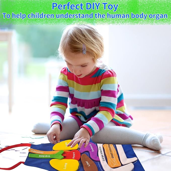 Boczif 3D Organ Apron Awareness Educational Toy, Human Body Model for Kids - Image 4