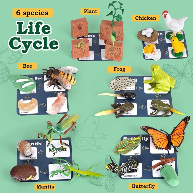 Life Cycle Learning Toys for Kids: Life Science Education Kits with Butterfly, Frog, Chicken, Mantis, Bee, Plants - 25 Pieces Animal Figurines Montessori Toys for Children Age 3 4 5 6 7 8+ - Image 3
