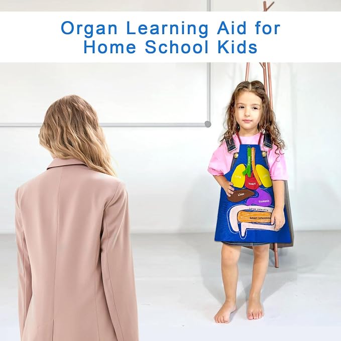 3D Organs Apron, Anatomy for Kids Apron Body Parts Organs Educational Toys, Soft Disassembled Internal Organs Plush Model for Home Preschool Teaching Aid Boy Gir - Image 2