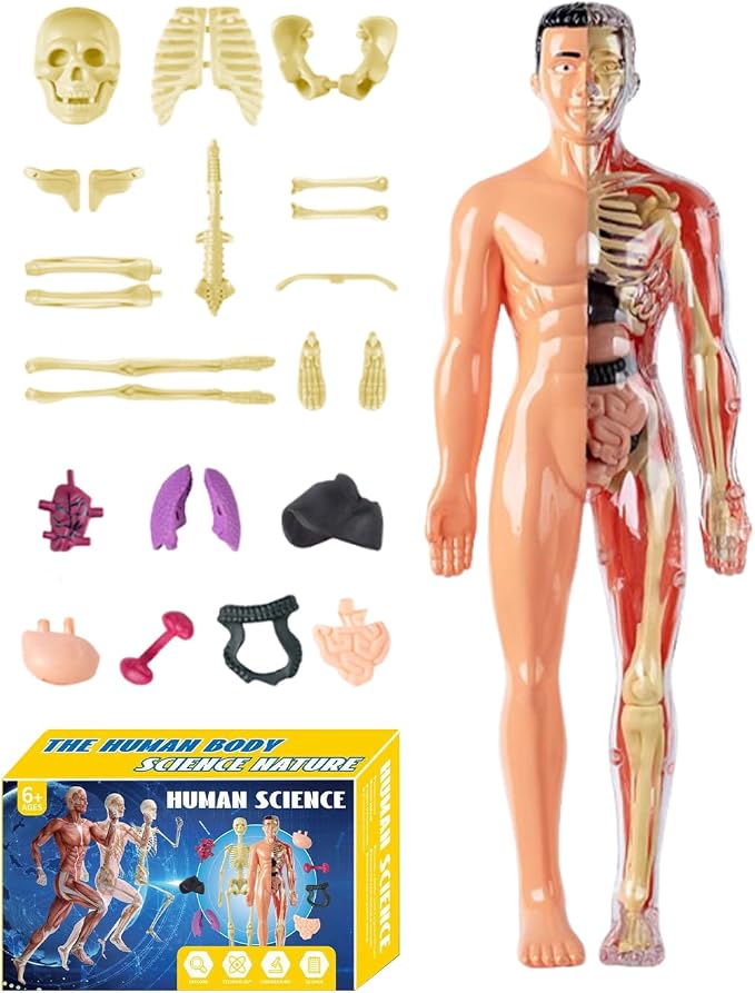 3D Human Body Anatomy Model, Removable Organs Educational Toy for Science Teaching, Translucent Transparent Glow-in-Dark Torso Model for Kids Students, 10x28.5cm by Unknown