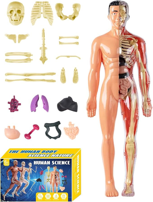 3D Human Body Anatomy Model, Removable Organs Educational Toy for Science Teaching, Translucent Transparent Glow-in-Dark Torso Model for Kids Students, 10x28.5cm by Unknown