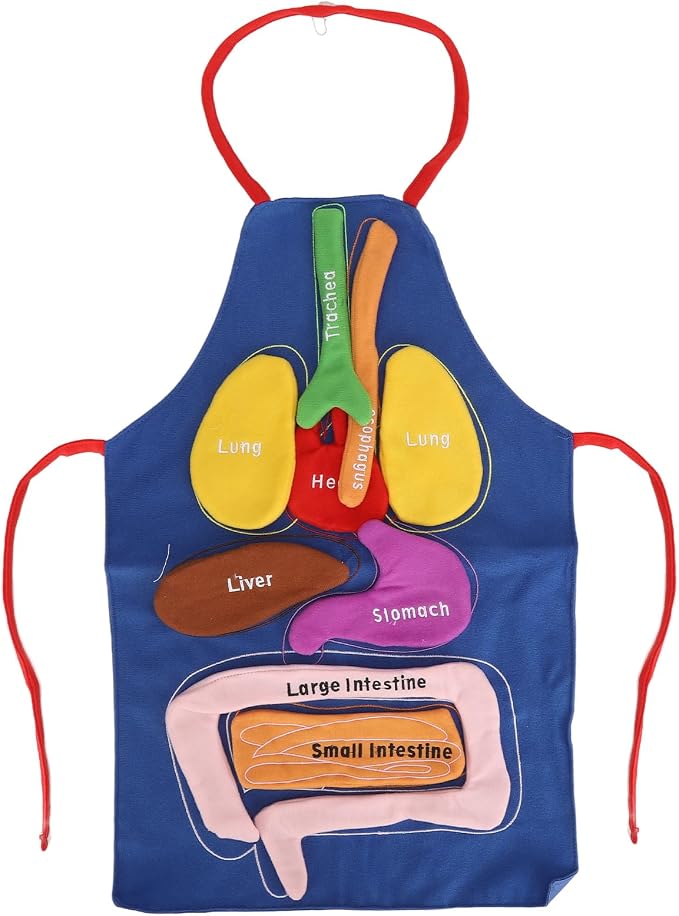 3D Organ Apron Human Body Organs Anatomy Costume DIY Educational Toy Removable Organs Learning Tool for Kids Science Museums Kindergartens Parent Child Games Polyester Material by Unknown