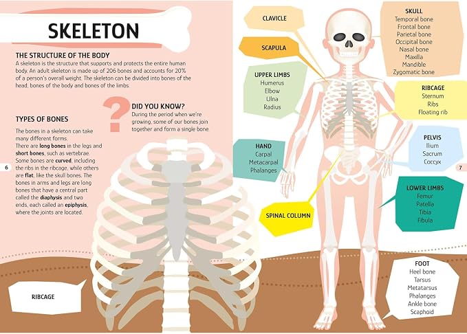 Sassi: Travel, Learn & Explore - The Human Body - 200pc Shaped Puzzle & 32-Page Book, Educational Set, Facts About Bodily Systems, (N.E. 2024) Kids 6+ - Image 6