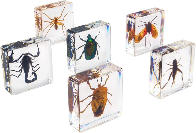 Insect Specimen Set, Bugs Collection Scientific Education Gift for Kids Aged 3-8-12 (Spider, Scorpion, Cricket, Chafers, Stink Bug, Spotted Lanternfly Resin Collection) - Image 2