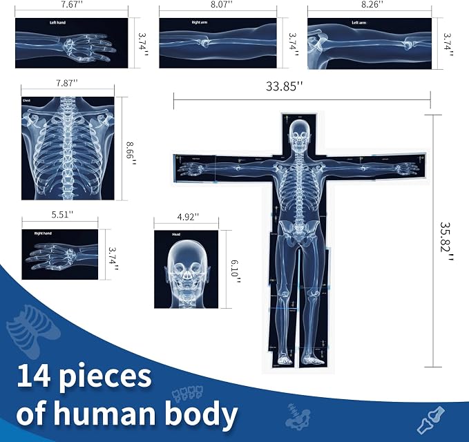 Human X-Rays for Kids' Light Table - 14-Piece Skeleton Puzzle & 7 Body System Charts (Nerves, Vessels, Lymphatic) - X-Ray Toys for Kids, STEM Toy for Light Table, School Projects & Doctor Role Play - Image 5